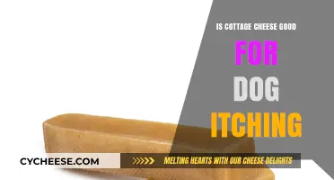 Can Cottage Cheese Relieve Your Dog's Itching? Find Out Here