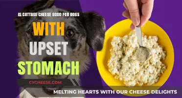 Can Dogs Eat Cottage Cheese for Upset Stomachs? Expert Insights
