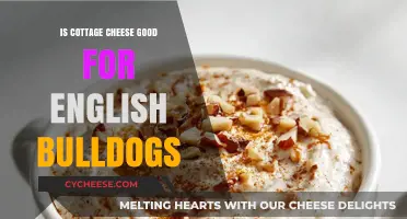 Is Cottage Cheese Safe for English Bulldogs? A Nutritional Guide