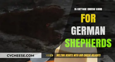 Cottage Cheese for German Shepherds: Benefits, Risks, and Serving Tips