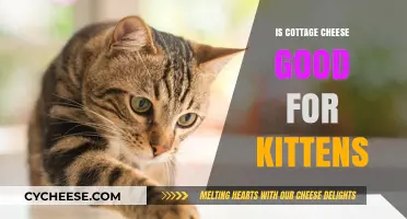 Is Cottage Cheese Safe for Kittens? A Nutritional Guide