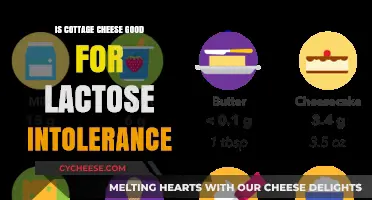 Cottage Cheese and Lactose Intolerance: A Digestive-Friendly Option?