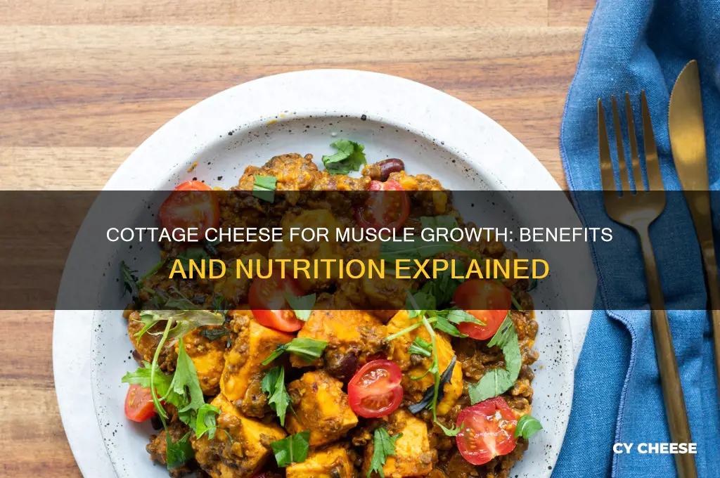 is cottage cheese good for muscle