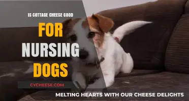 Cottage Cheese for Nursing Dogs: Benefits, Risks, and Serving Tips