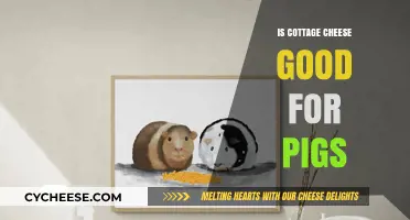 Can Pigs Eat Cottage Cheese? Benefits and Risks Explained