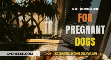 Cottage Cheese for Pregnant Dogs: Safe, Nutritious, or Risky?