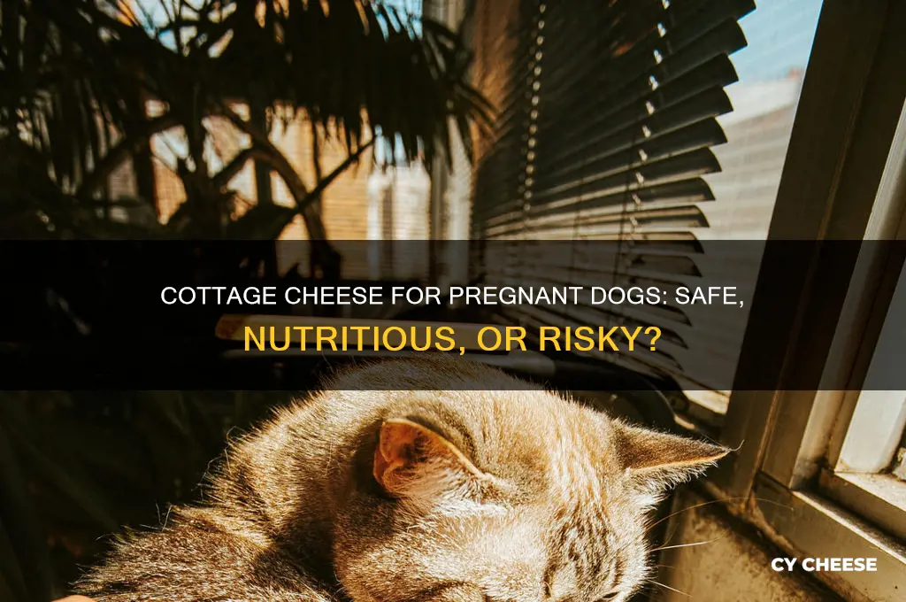 is cottage cheese good for pregnant dogs
