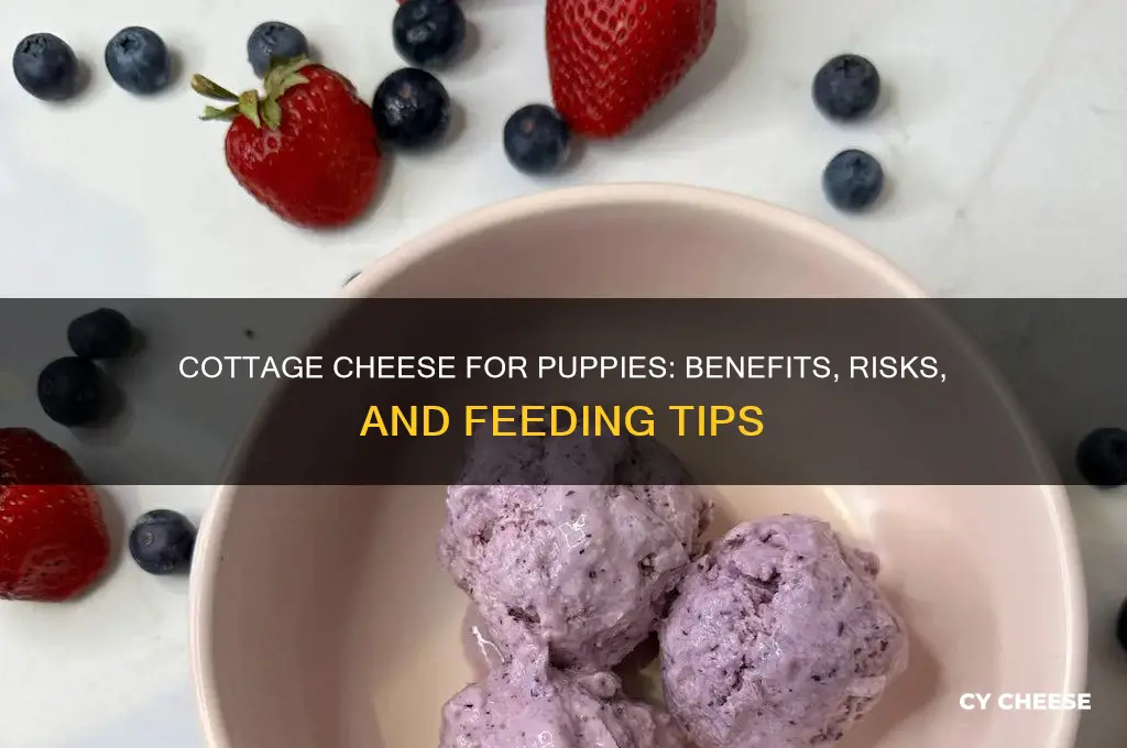 is cottage cheese good for puppies