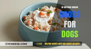 Can Dogs Eat Cottage Cheese? Benefits, Risks, and Serving Tips