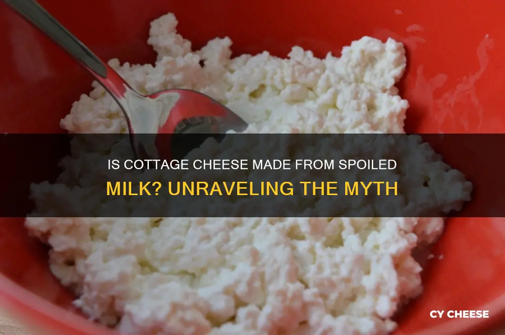 is cottage cheese made from spoiled milk