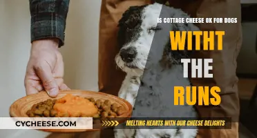 Can Dogs Eat Cottage Cheese When They Have Diarrhea? Expert Advice