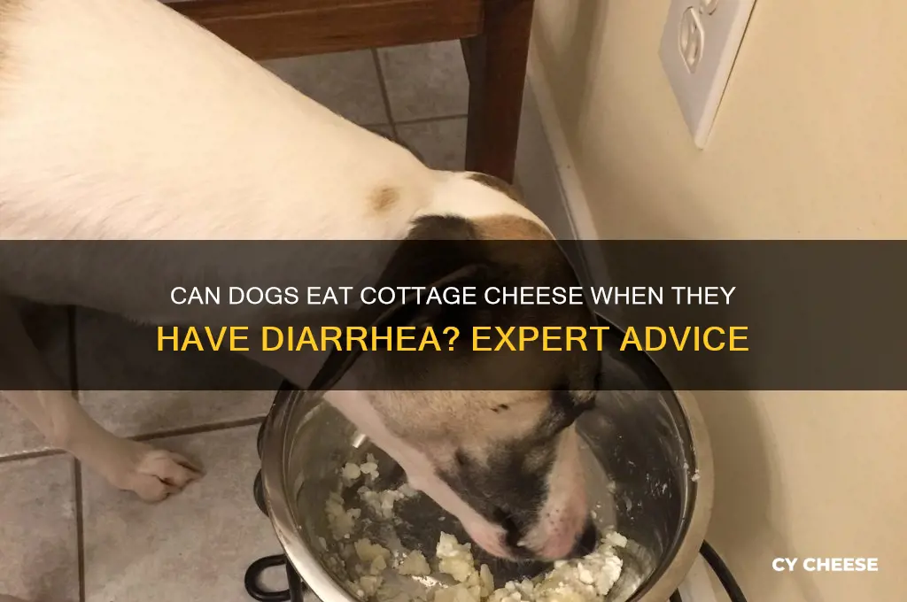 is cottage cheese ok for dogs witht the runs