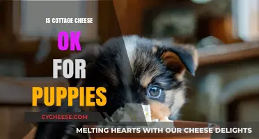 Can Puppies Eat Cottage Cheese? A Safe Snack Guide