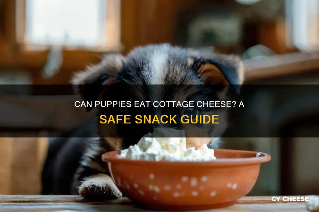 is cottage cheese ok for puppies