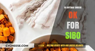 Is Cottage Cheese SIBO-Friendly? Understanding Its Impact on Gut Health