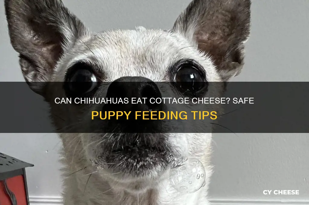 is cottage cheese ok to feed my chihuahua puppies