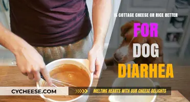Cottage Cheese vs. Rice: Which Helps Dogs with Diarrhea Faster?