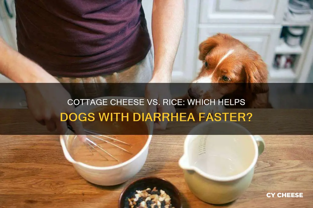 is cottage cheese or rice better for dog diarhea