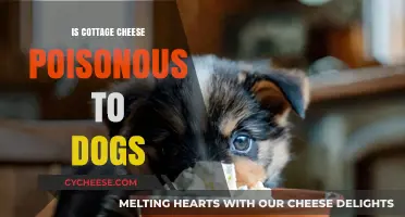 Is Cottage Cheese Safe for Dogs? Debunking the Poison Myth