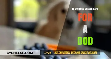 Is Cottage Cheese Safe for Dogs? A Complete Guide for Pet Owners