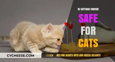 Is Cottage Cheese Safe for Cats? A Feline Diet Guide