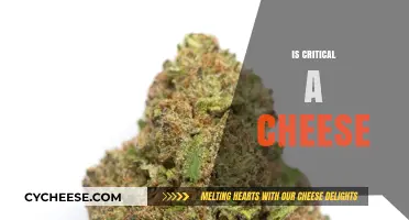 Is Critical Cheese a Culinary Masterpiece or a Dairy Disaster?