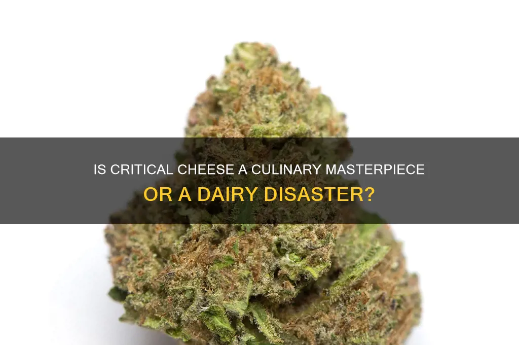 is critical a cheese
