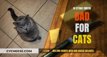 Cottage Cheese: A Healthy Cat Treat?