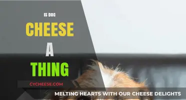 Is Dog Cheese Real? Exploring Canine-Friendly Dairy Options