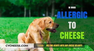 Can Dogs Eat Cheese? Uncovering Allergy Risks and Safe Feeding Tips