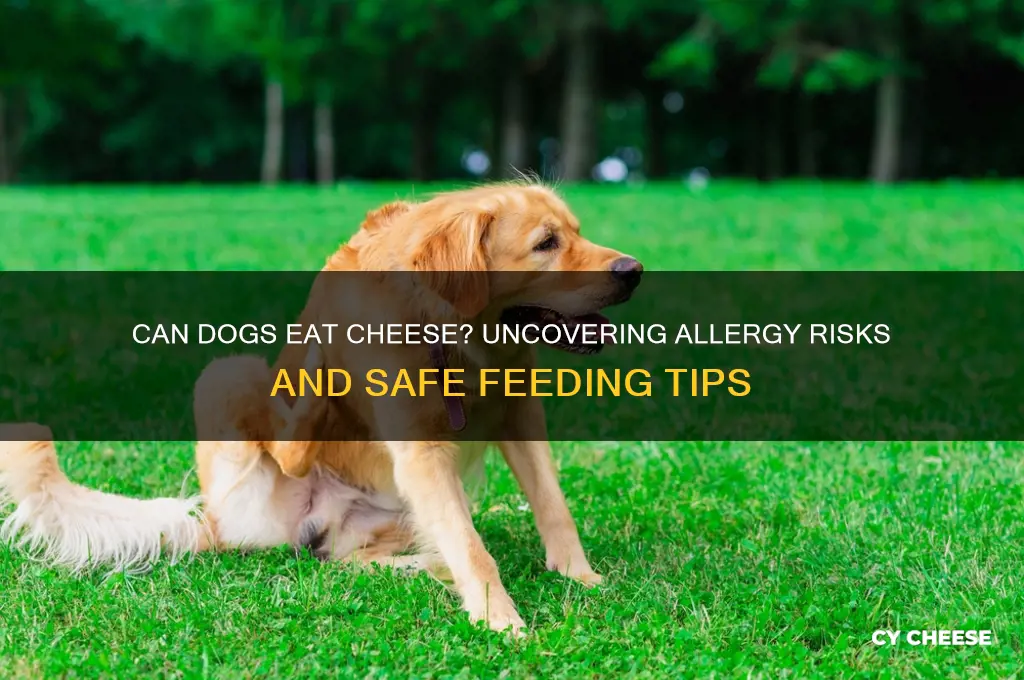 is dogs allergic to cheese