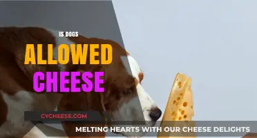 Can Dogs Eat Cheese? A Guide to Safe and Healthy Treats