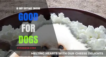 Can Dogs Eat Dry Cottage Cheese? Benefits and Risks Explained