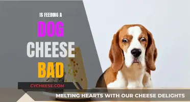 Cheese and Dogs: A Healthy Mix?