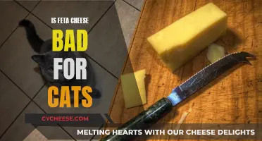 Feta Cheese and Cats: A Healthy Mix?