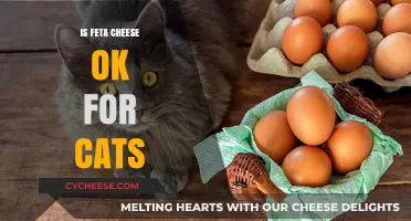 Feta Cheese and Cats: What You Need to Know