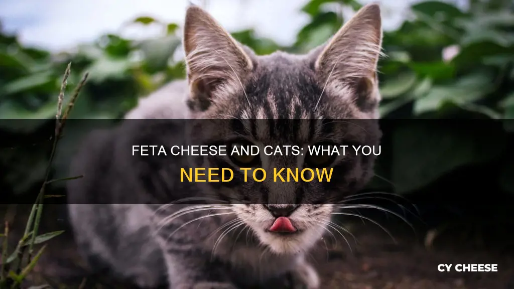 is feta cheese ok for cats