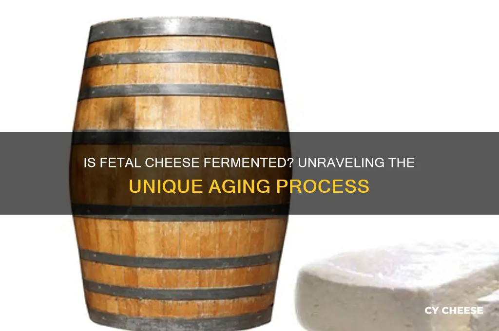 is fetal cheese fermented