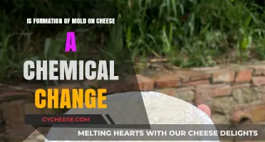 Mold on Cheese: Chemical Change or Natural Process?