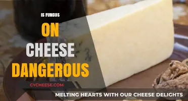 Is Fungus on Cheese Dangerous? Understanding Moldy Cheese Safety
