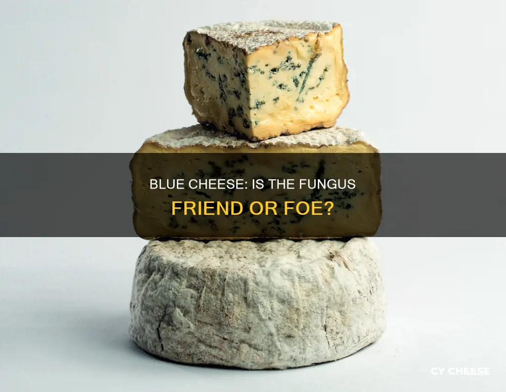 is fungus that causes blue cheese unhealthy