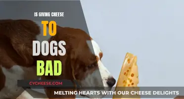 Cheese for Dogs: Harmful or Healthy Treat?