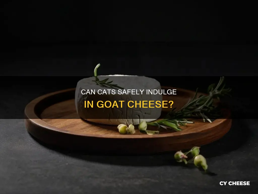 is goat cheese bad for cats