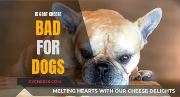 Goat Cheese and Dogs: A Healthy Treat or Not?