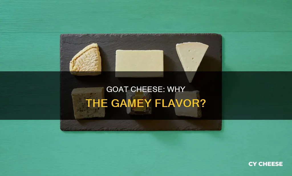 is goat cheese gamey