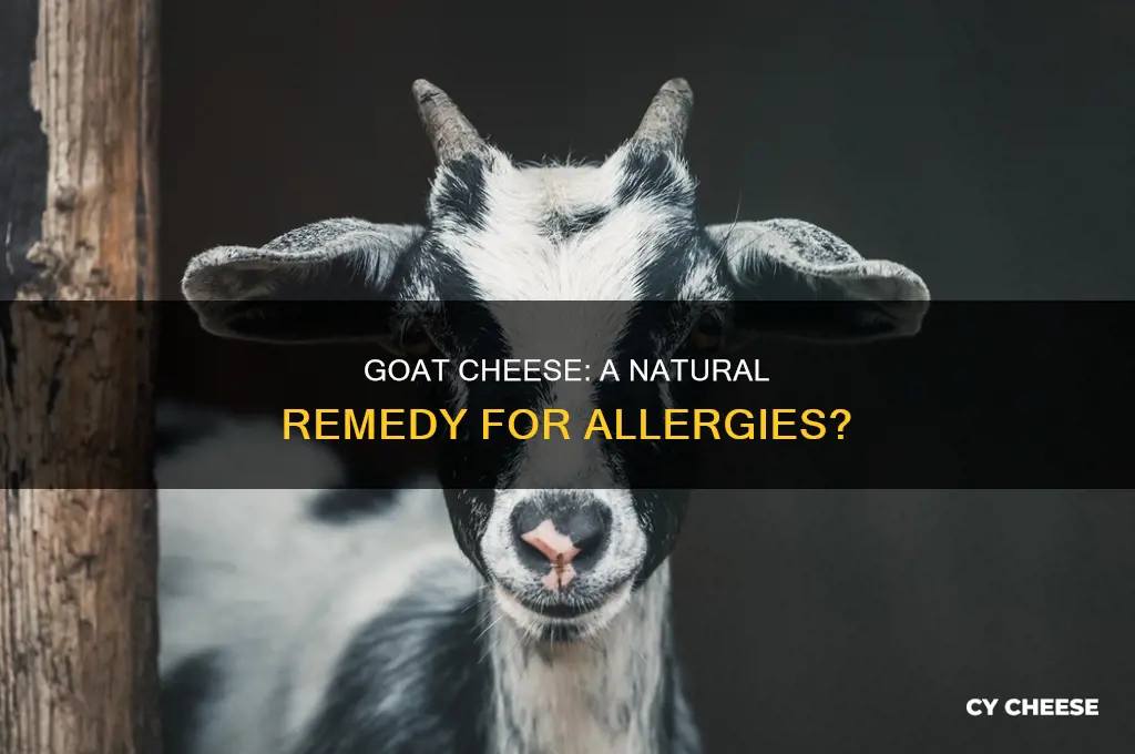 is goat cheese good for allergies