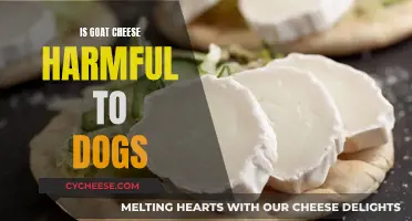 Can Dogs Safely Indulge in Goat Cheese?