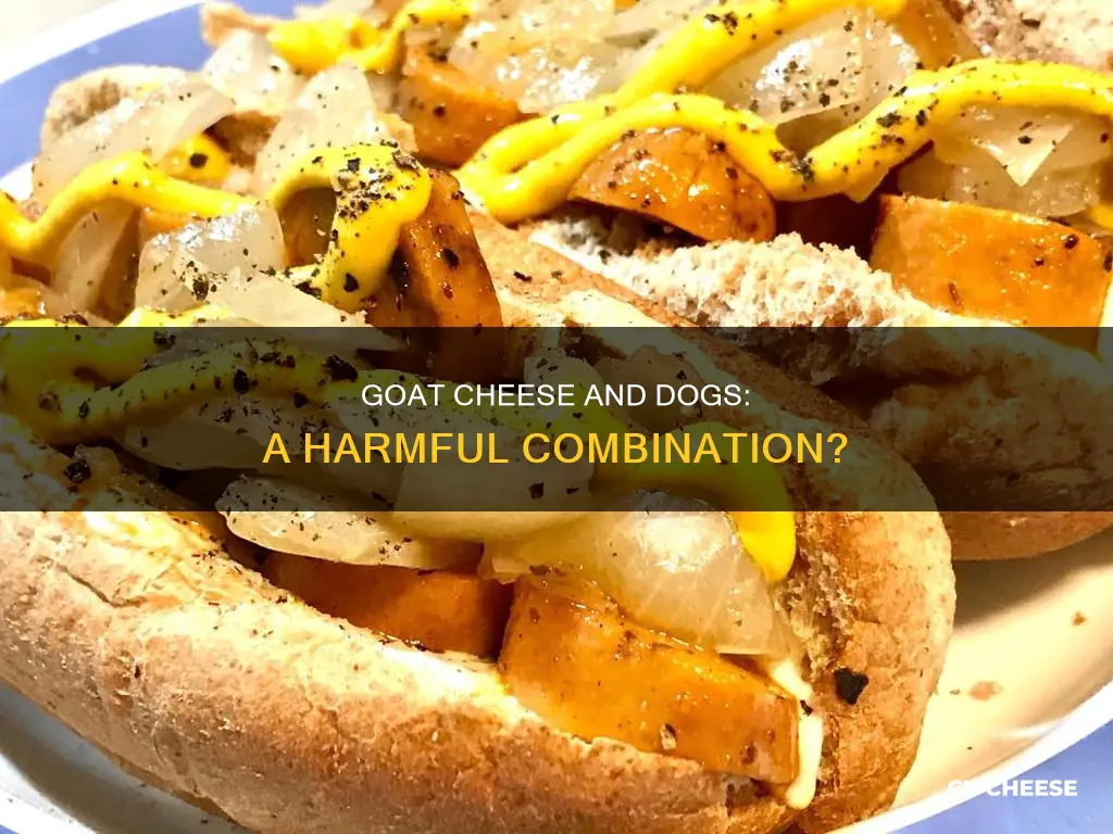 is goat cheese harmful to dogs