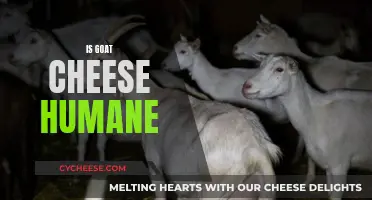 Ethical Considerations: Is Goat Cheese Humane?