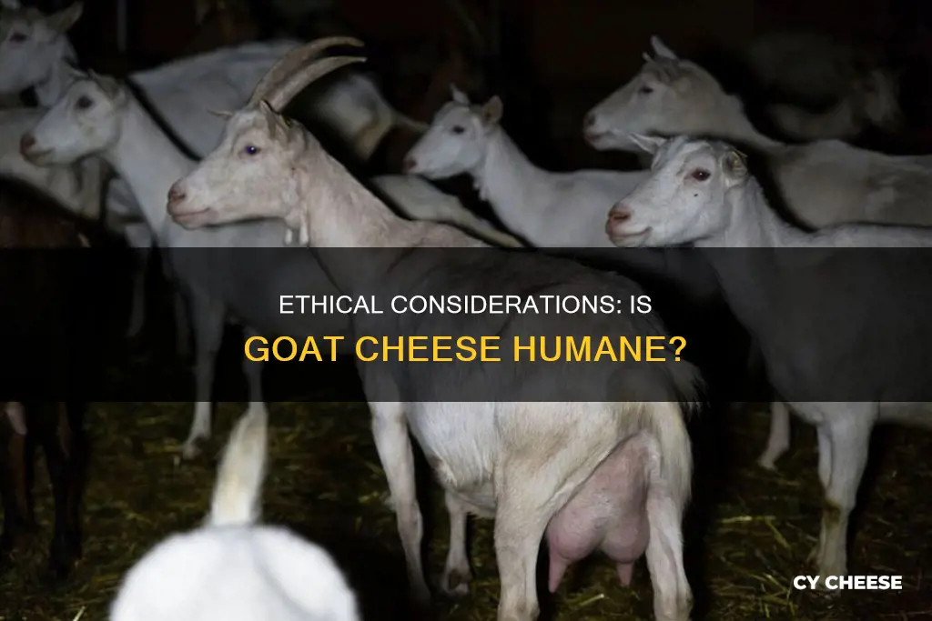 is goat cheese humane